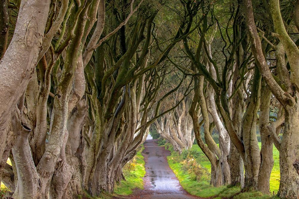The Dark Hedges in Northern Ireland